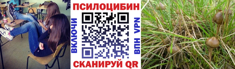 Галлюциногенные грибы Psilocybine cubensis Котовск